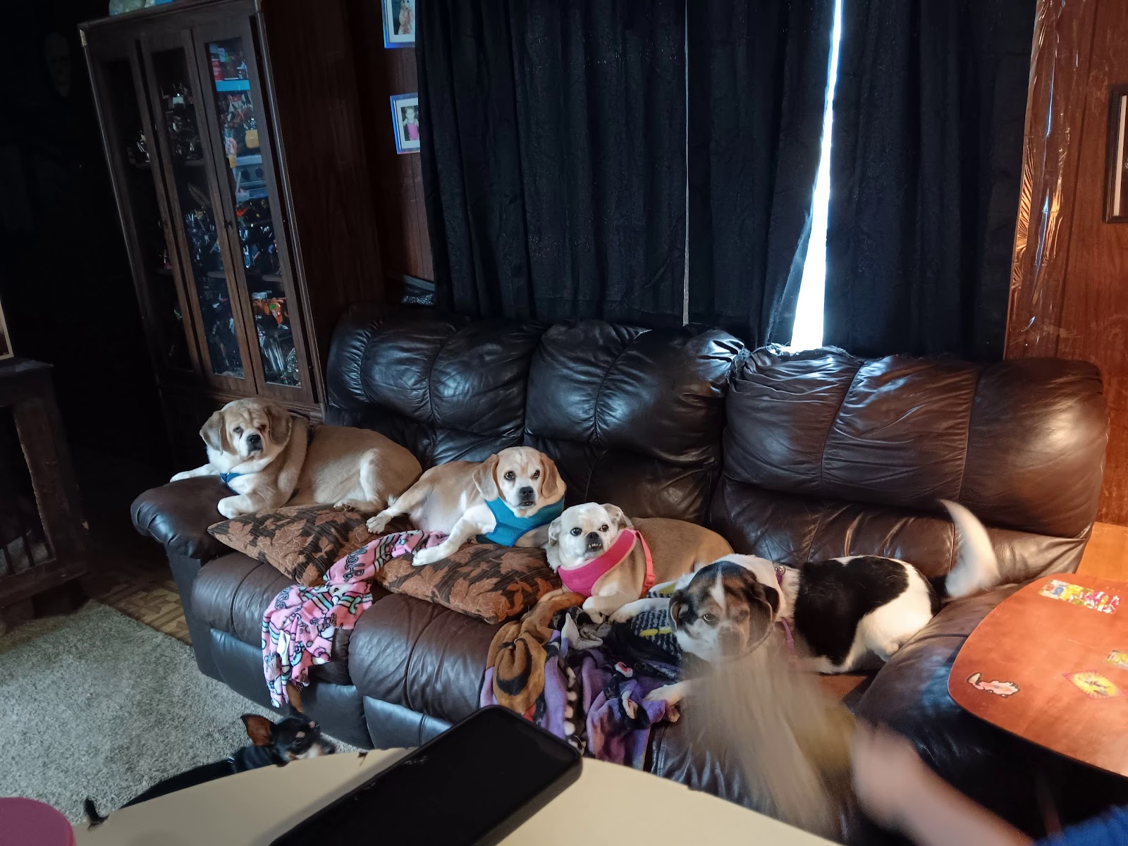 Paw&Order Pet Services - Photo 2