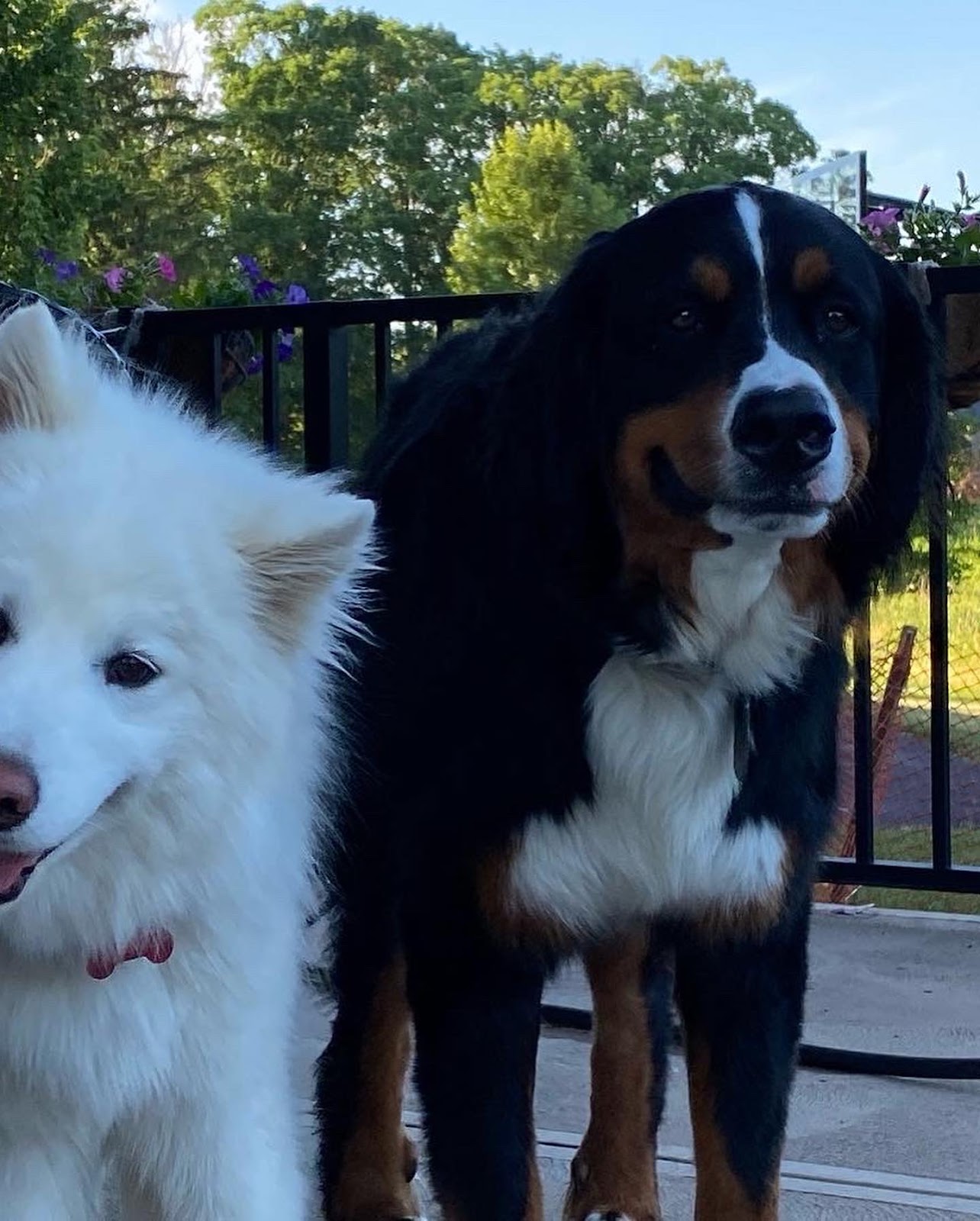 Scoop Detectives - Photo 4