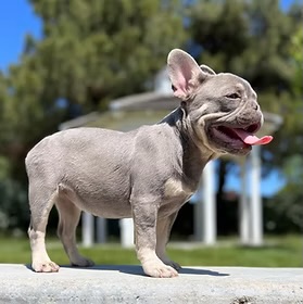 Doggy Duty - Photo 4