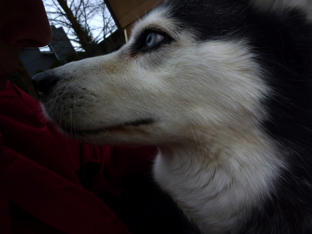 Spokane Pooper Scooper