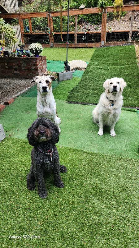 Tower Pet Waste Removal