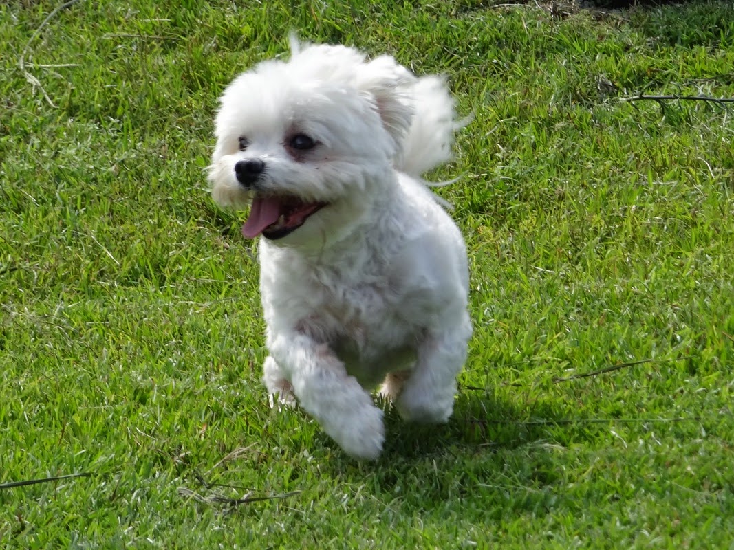 No Doody Pet Waste Removal