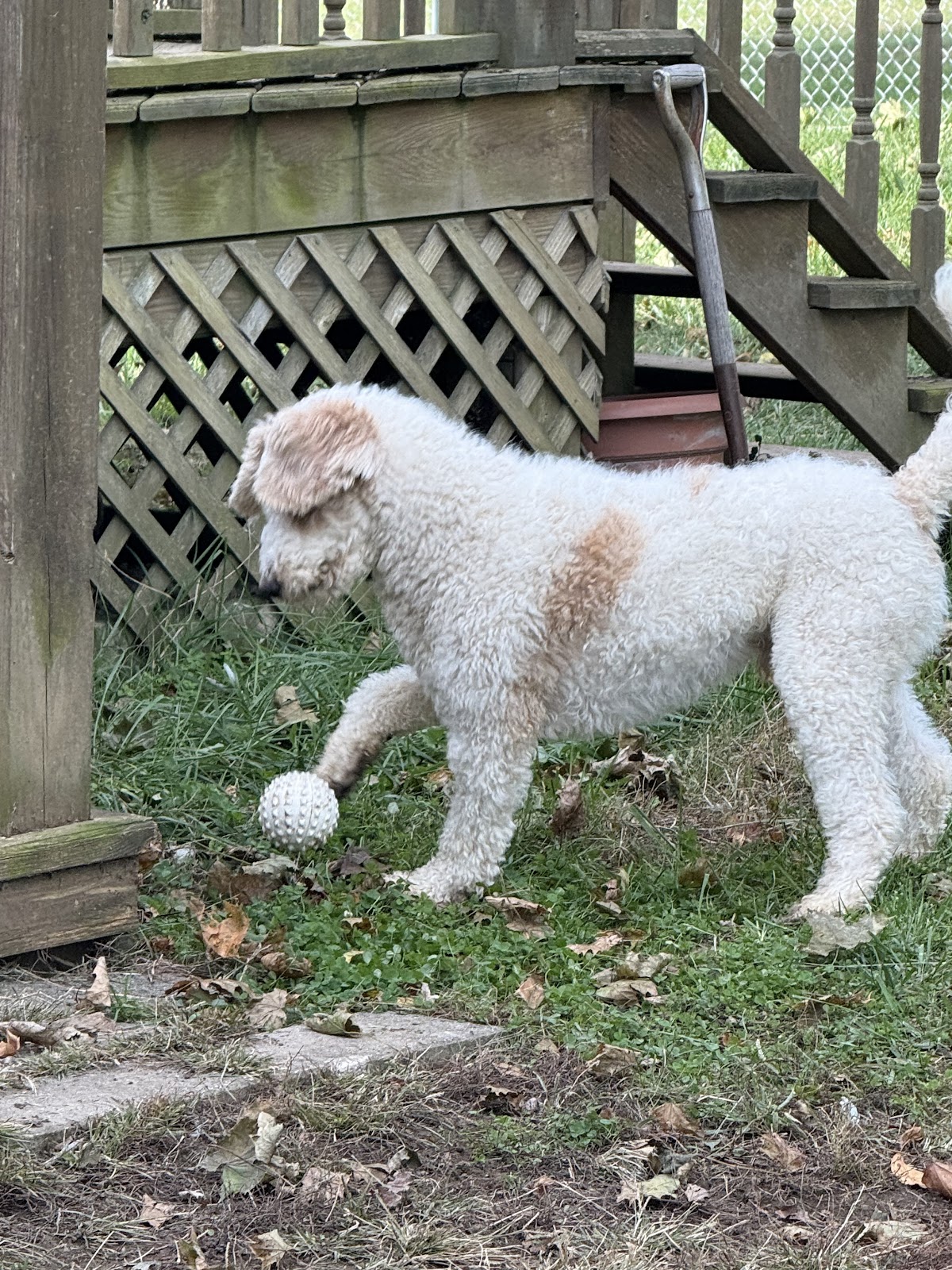 Wag n' Bag Pet Waste Removal, Pooper Scooper service - Photo 2