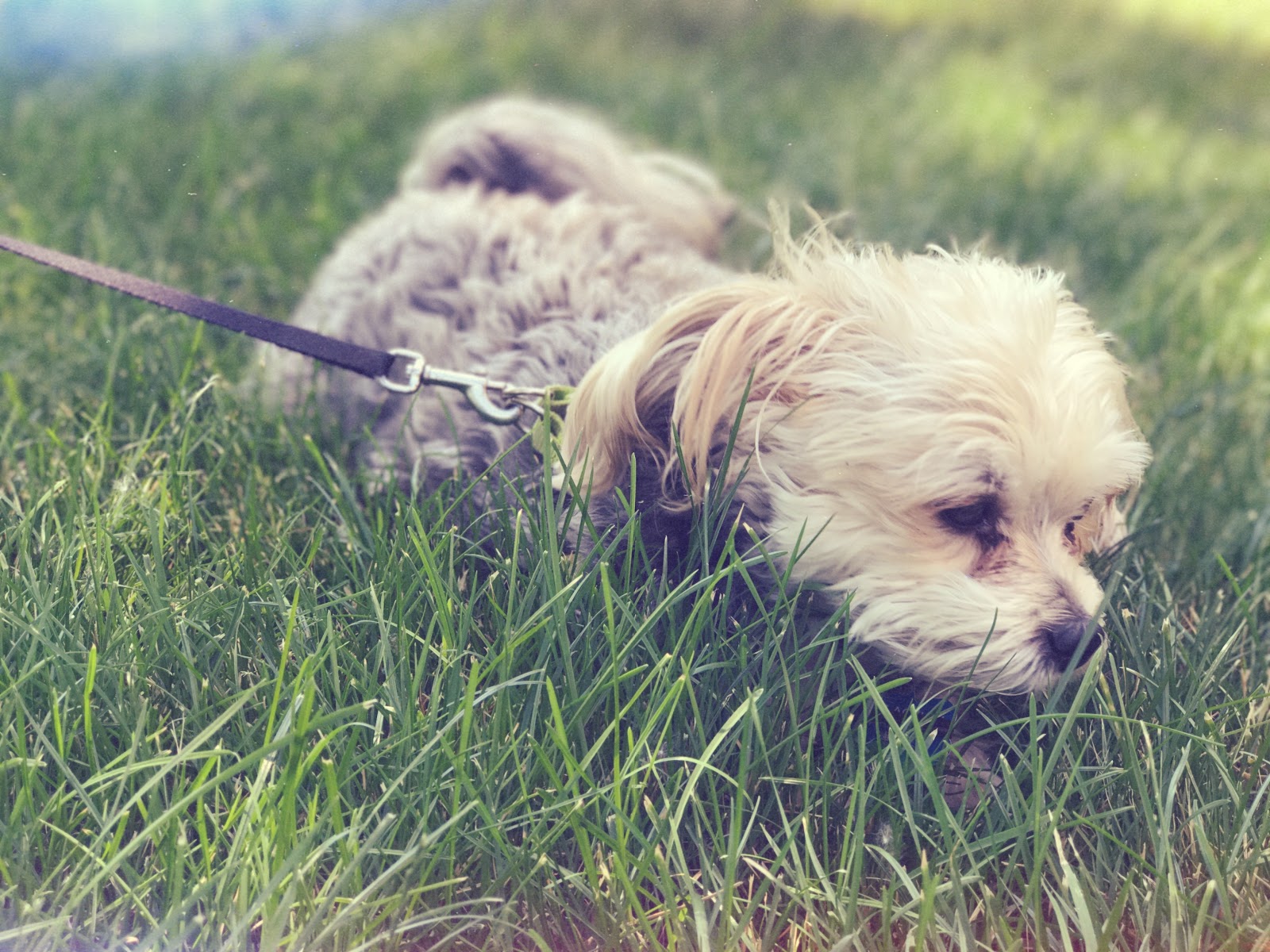 Dog Waste Management LLC - Photo 2