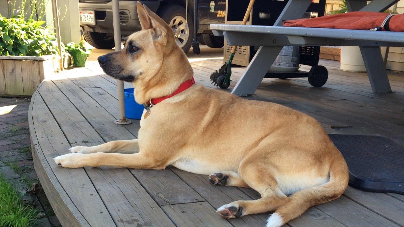 Dog Waste Management LLC - Photo 4