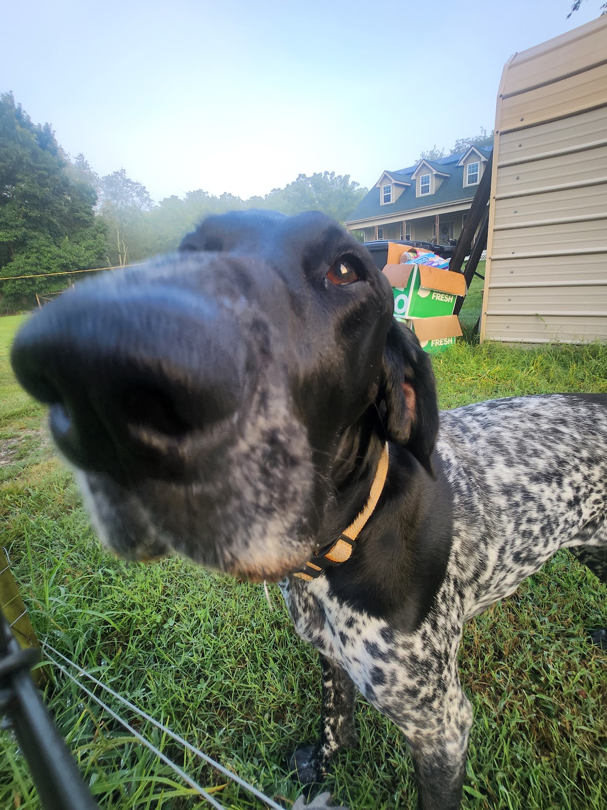 Happy Tails Dog Poop Removal - Photo 3