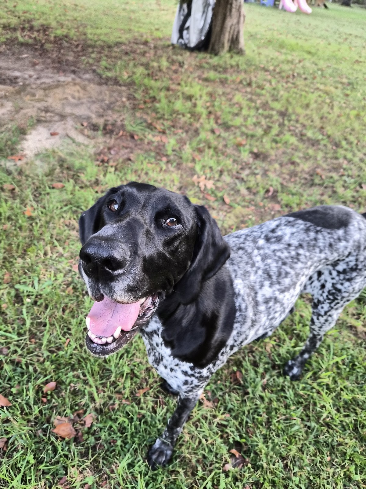 Happy Tails Dog Poop Removal - Photo 4