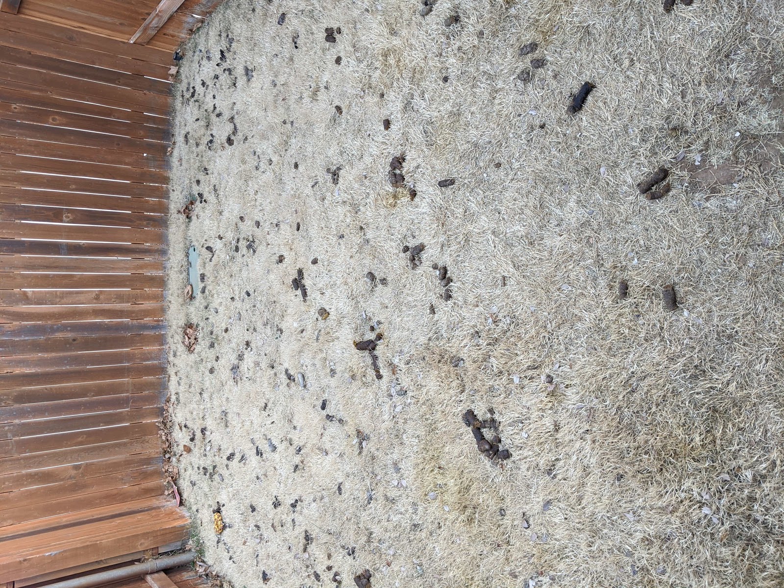 PoopNinjas - Photo 3