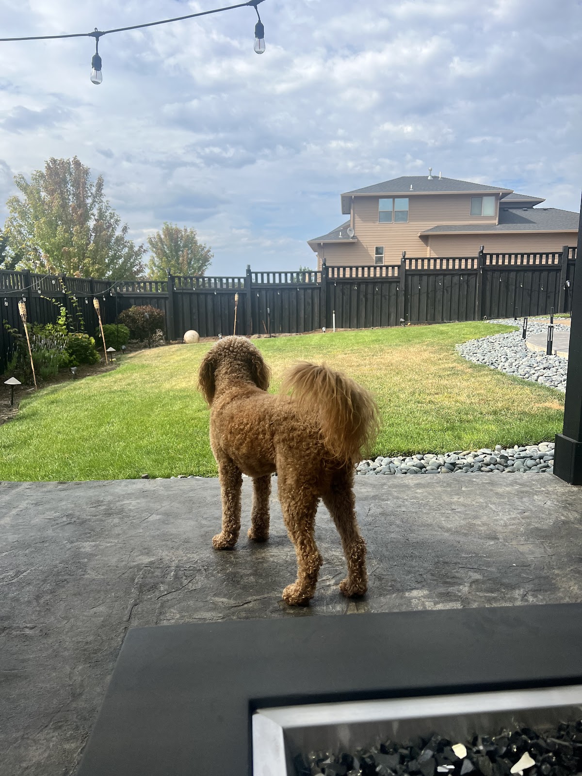 Poo Patrol Pros - Photo 4