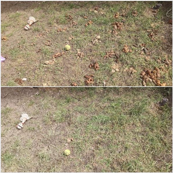 Crew Dawg Scoops Poop Scooping - Photo 3