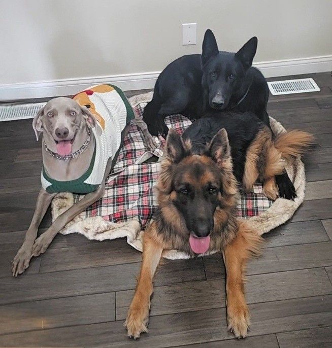 Tri-State Scoop Pros - Photo 3