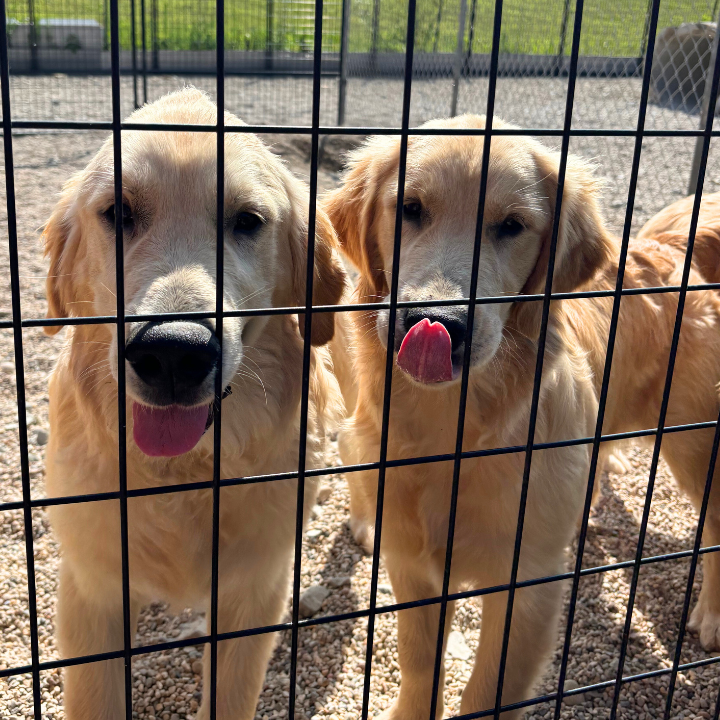 Poo Patrol Wi - Photo 3