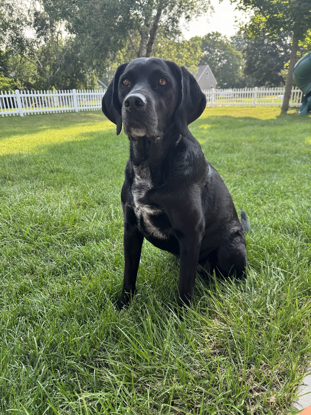 Poo Patrol Wi - Photo 4