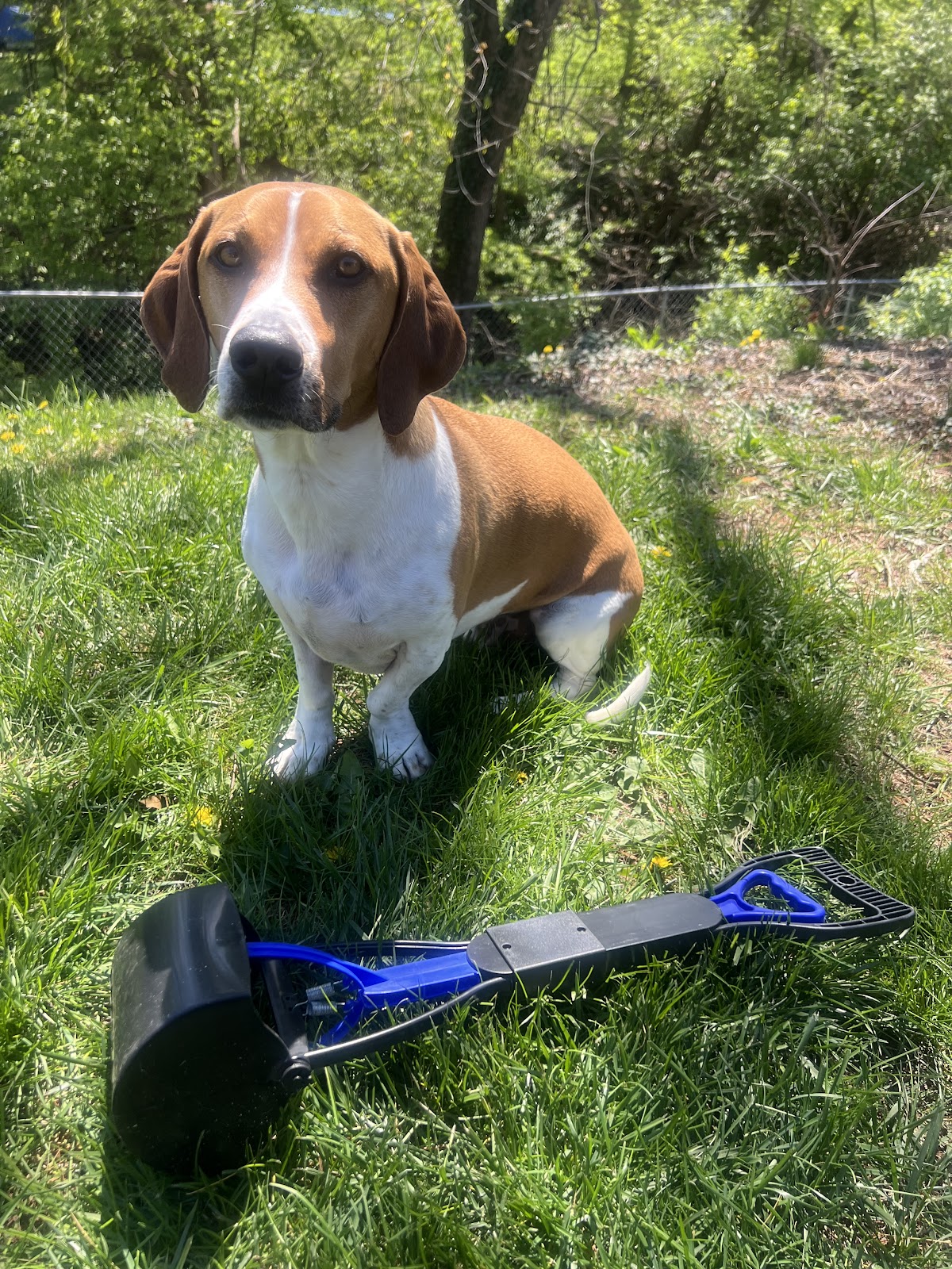 PurePaws Pet waste removal