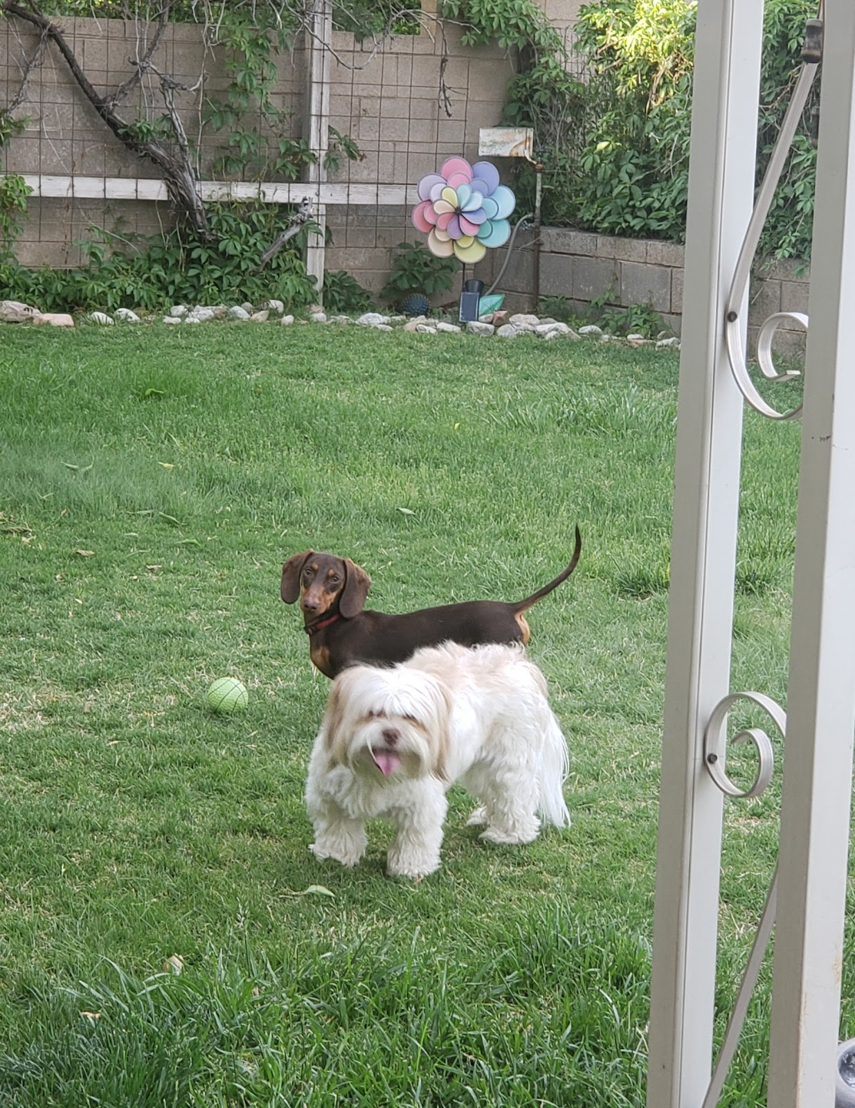 ABQ Pet Waste Removal