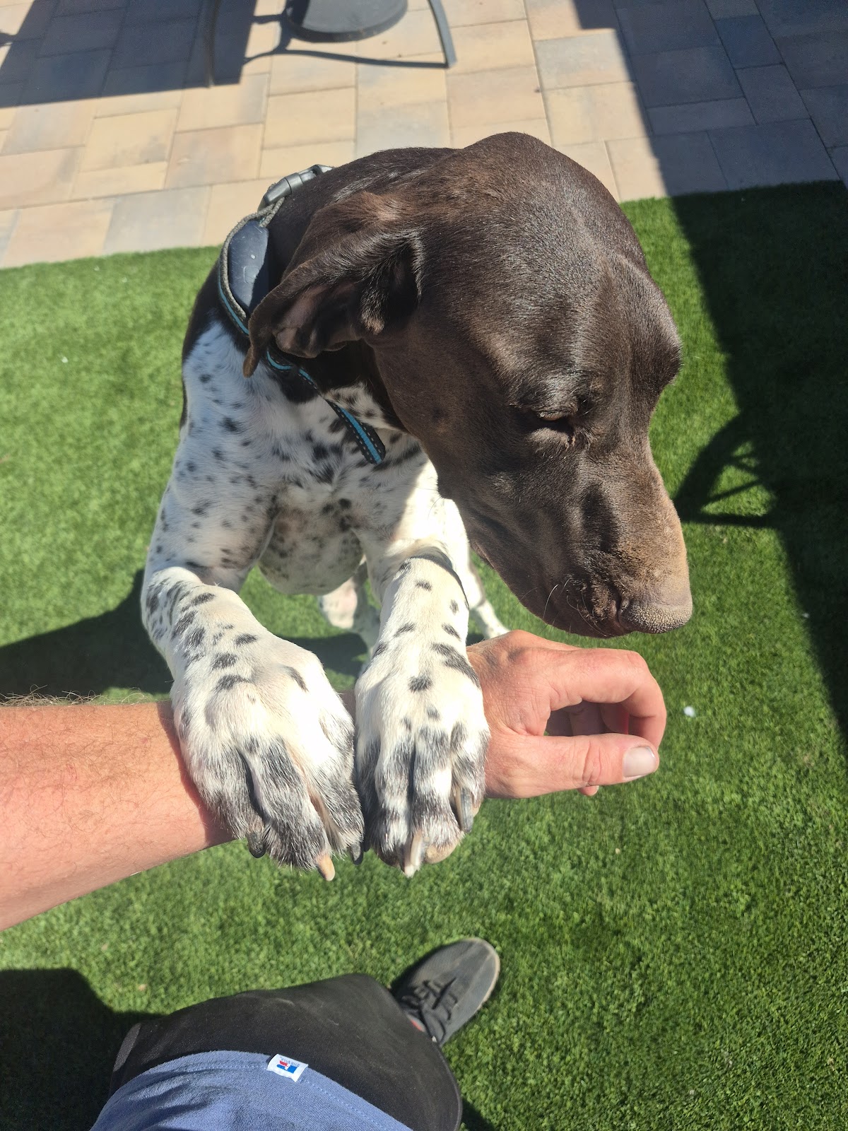 A to Z Poop Scoop - Photo 2