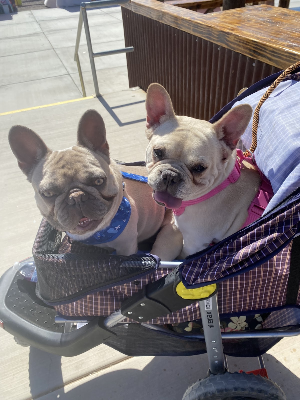 A to Z Poop Scoop - Photo 3