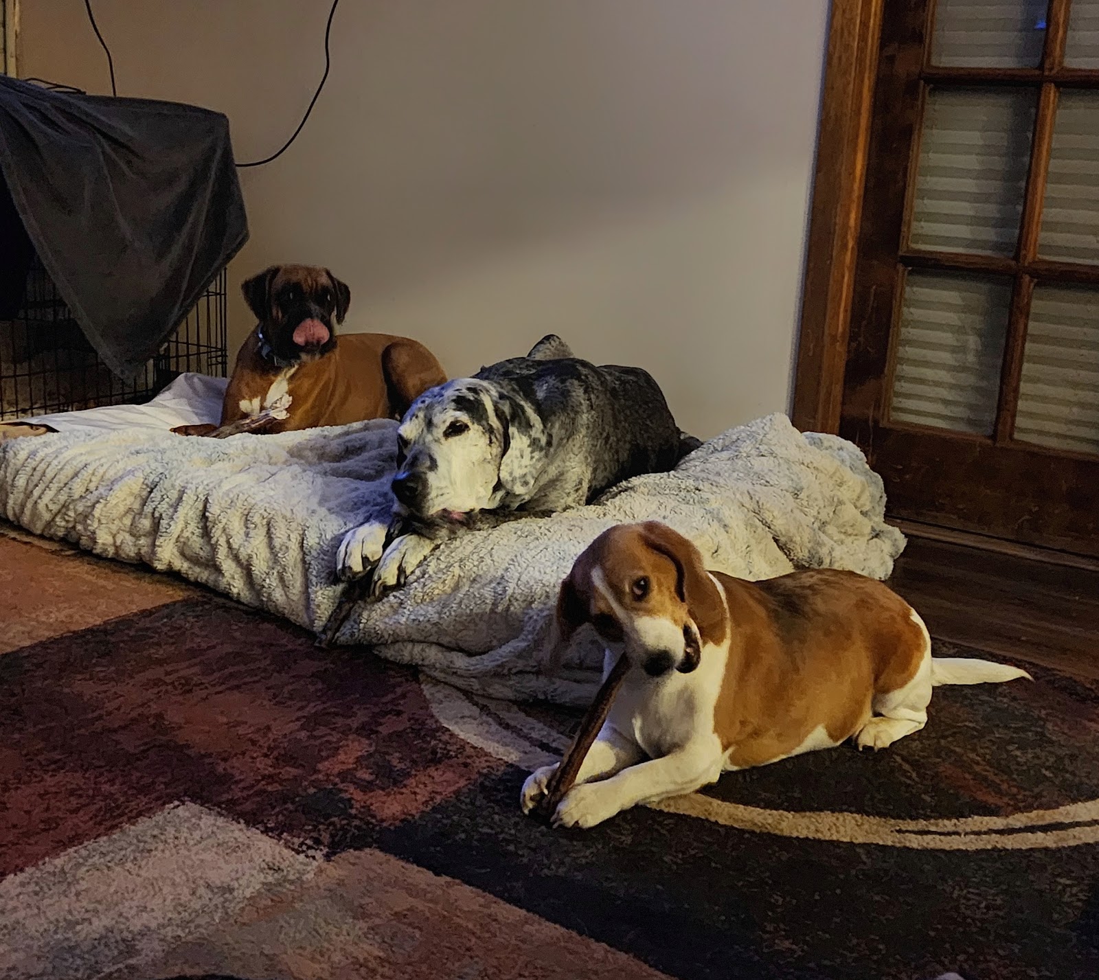 Backyard Bomb Squad Pet Waste Removal