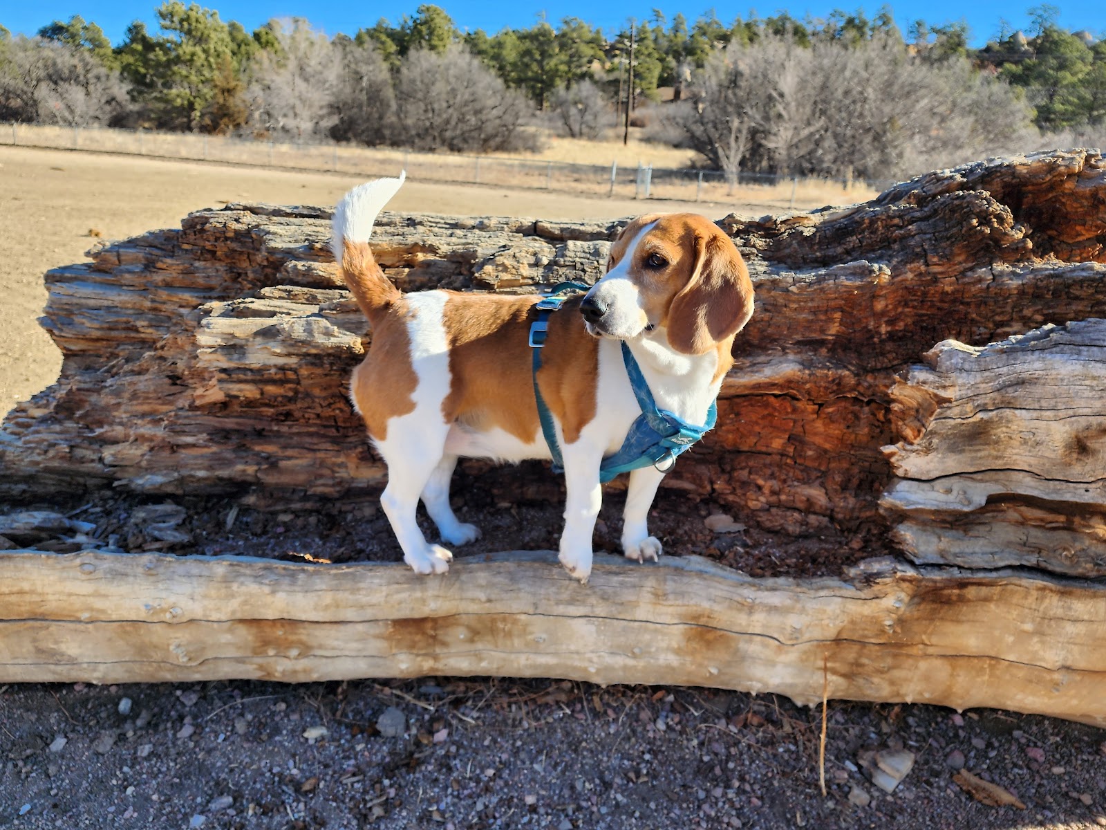 Backyard Bomb Squad Pet Waste Removal - Photo 2