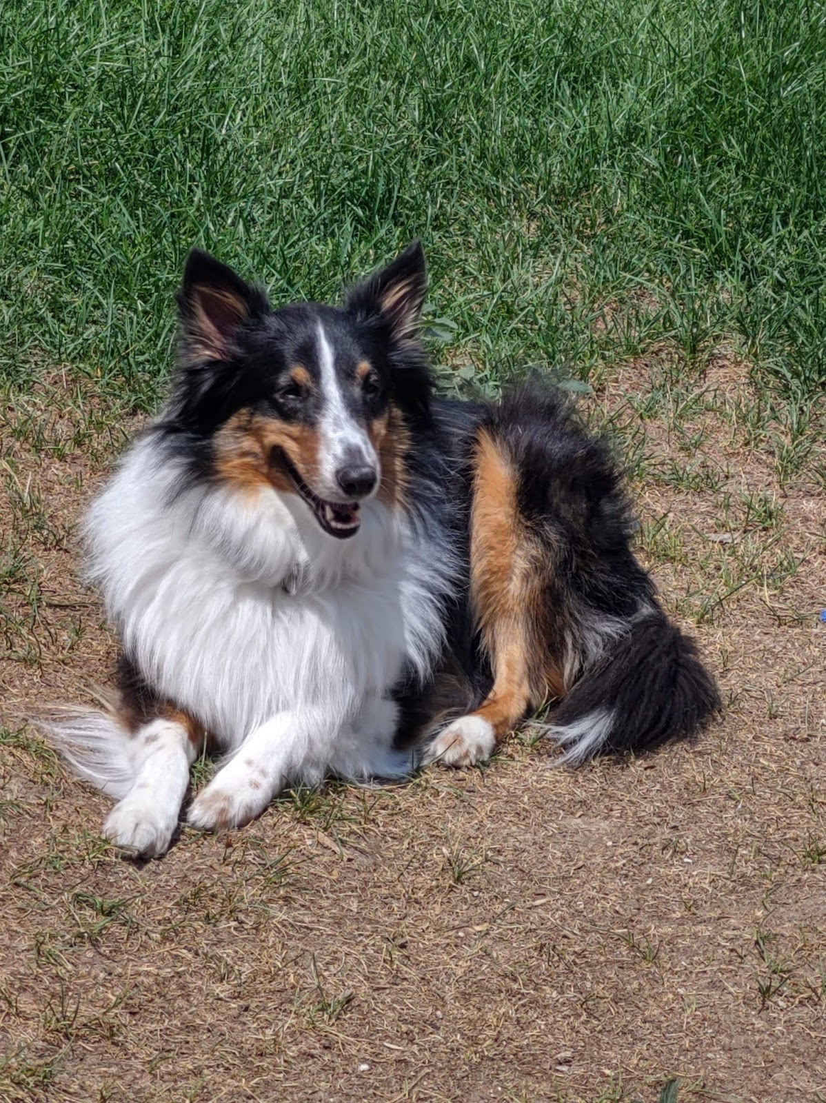 Backyard Bomb Squad Pet Waste Removal - Photo 3