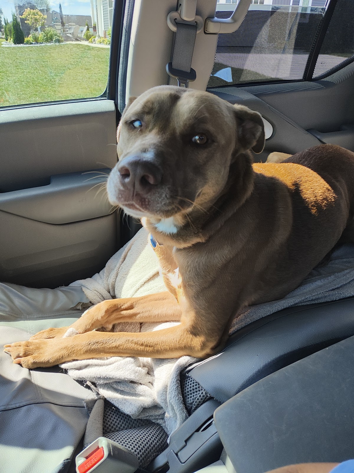 Sweet Home Pet Service - Photo 2