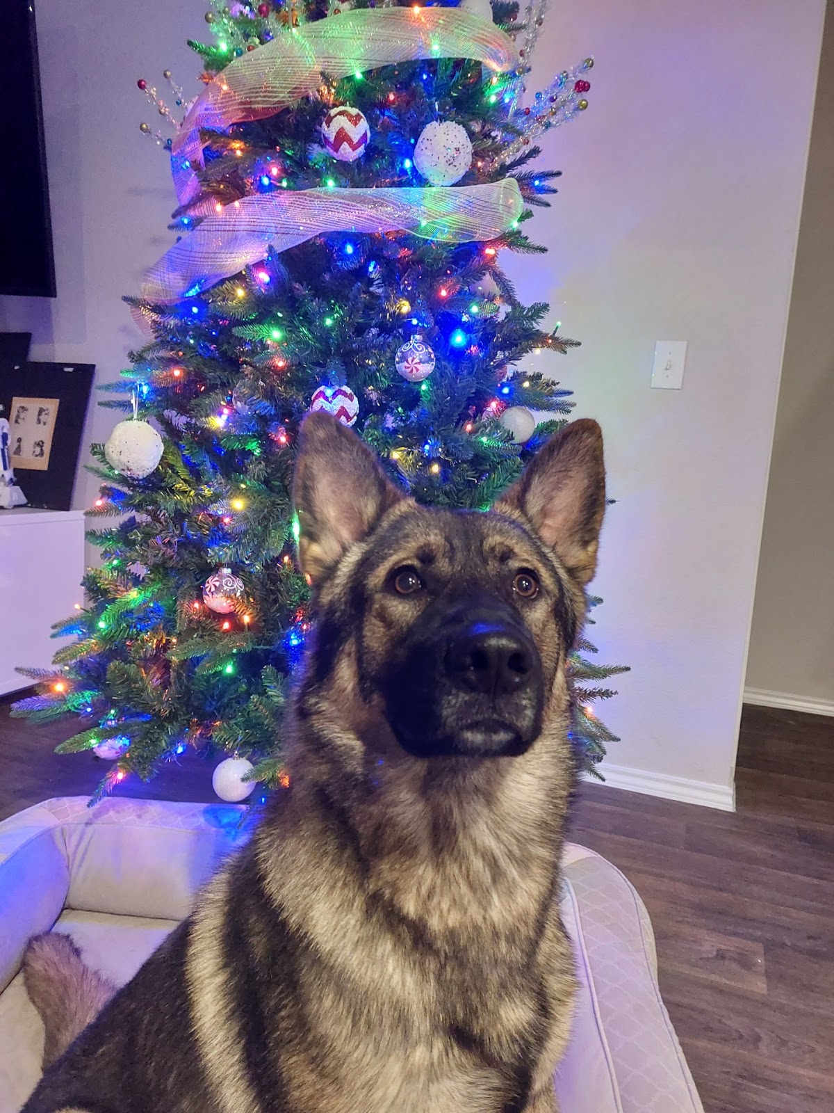 Tidy Doo Pet Waste Removal