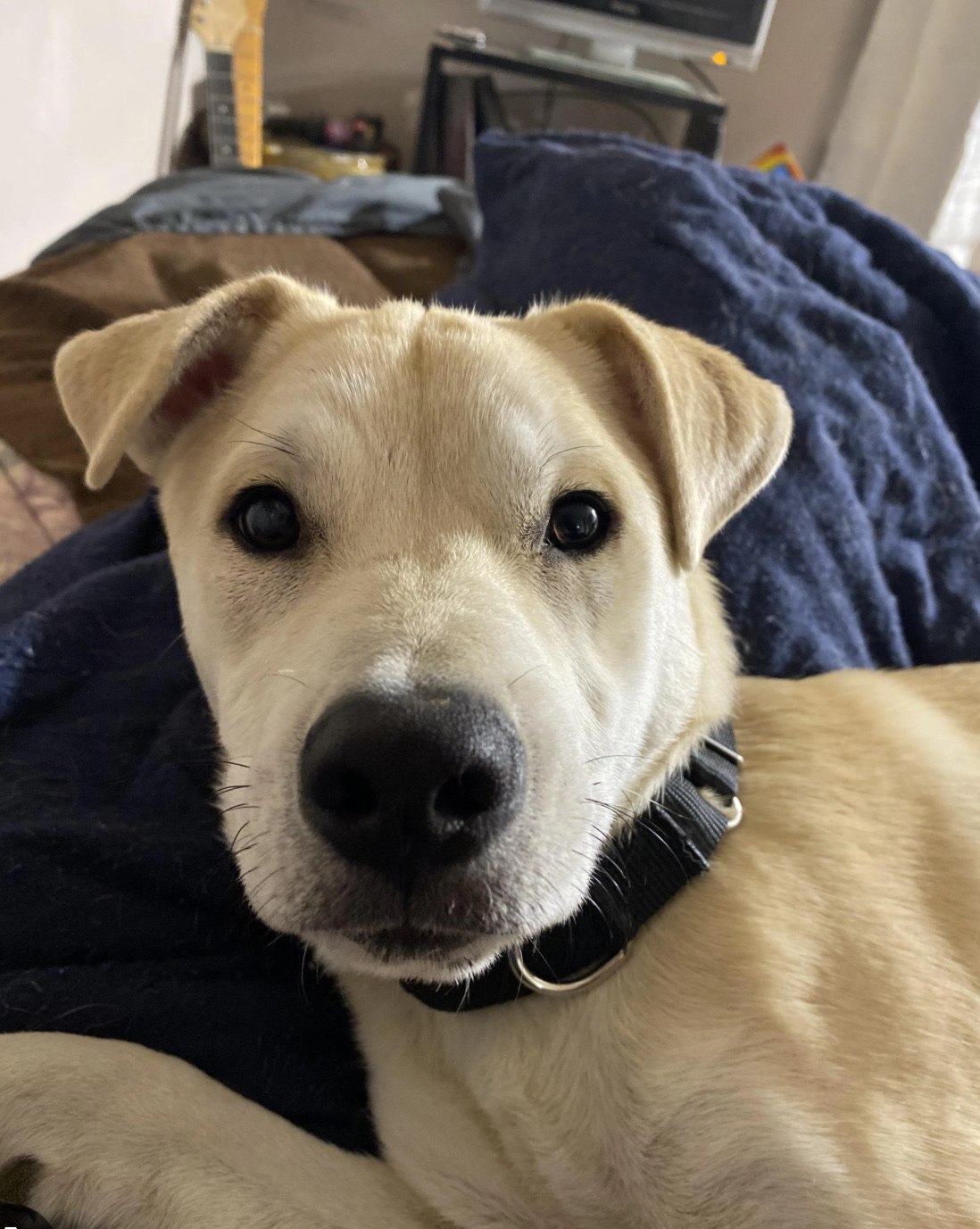 Tidy Doo Pet Waste Removal - Photo 2