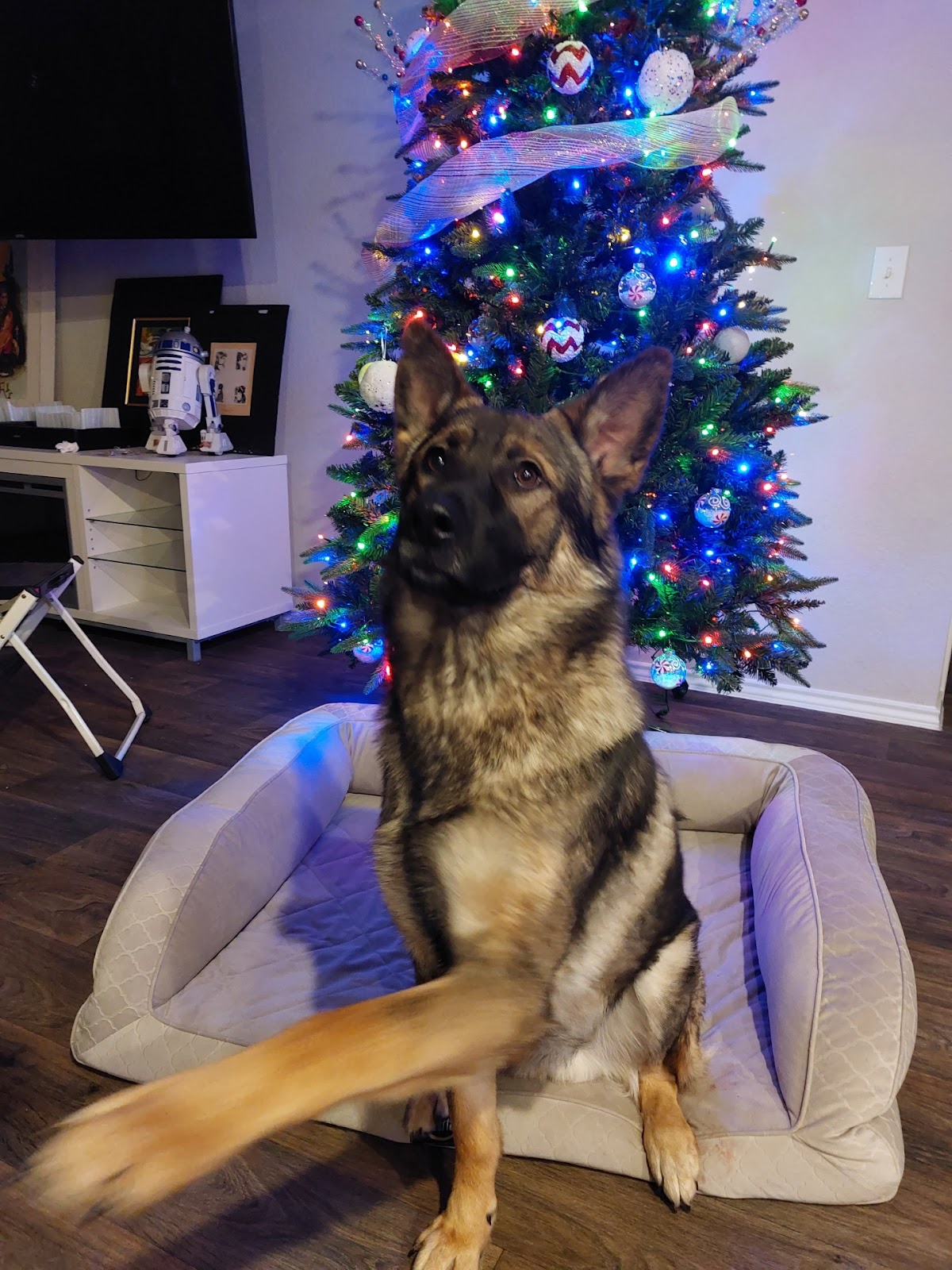 Tidy Doo Pet Waste Removal - Photo 4