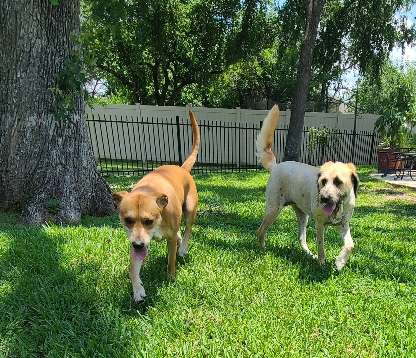 Nature Calls Pet Waste Removal - Photo 3