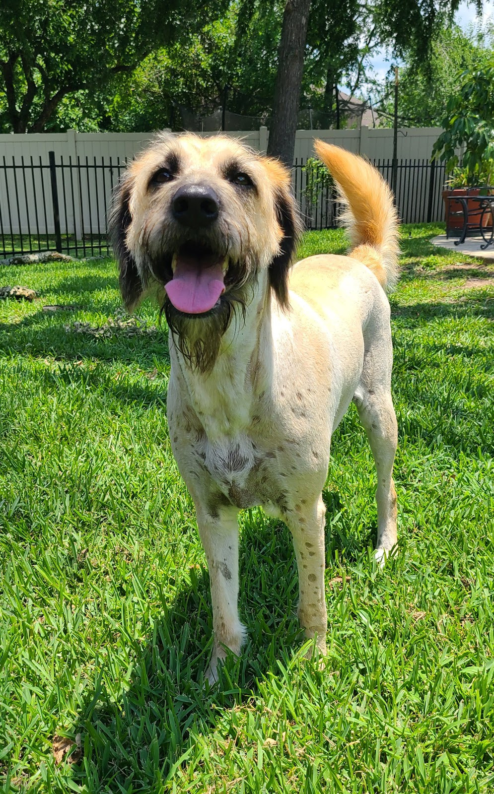 Nature Calls Pet Waste Removal - Photo 4