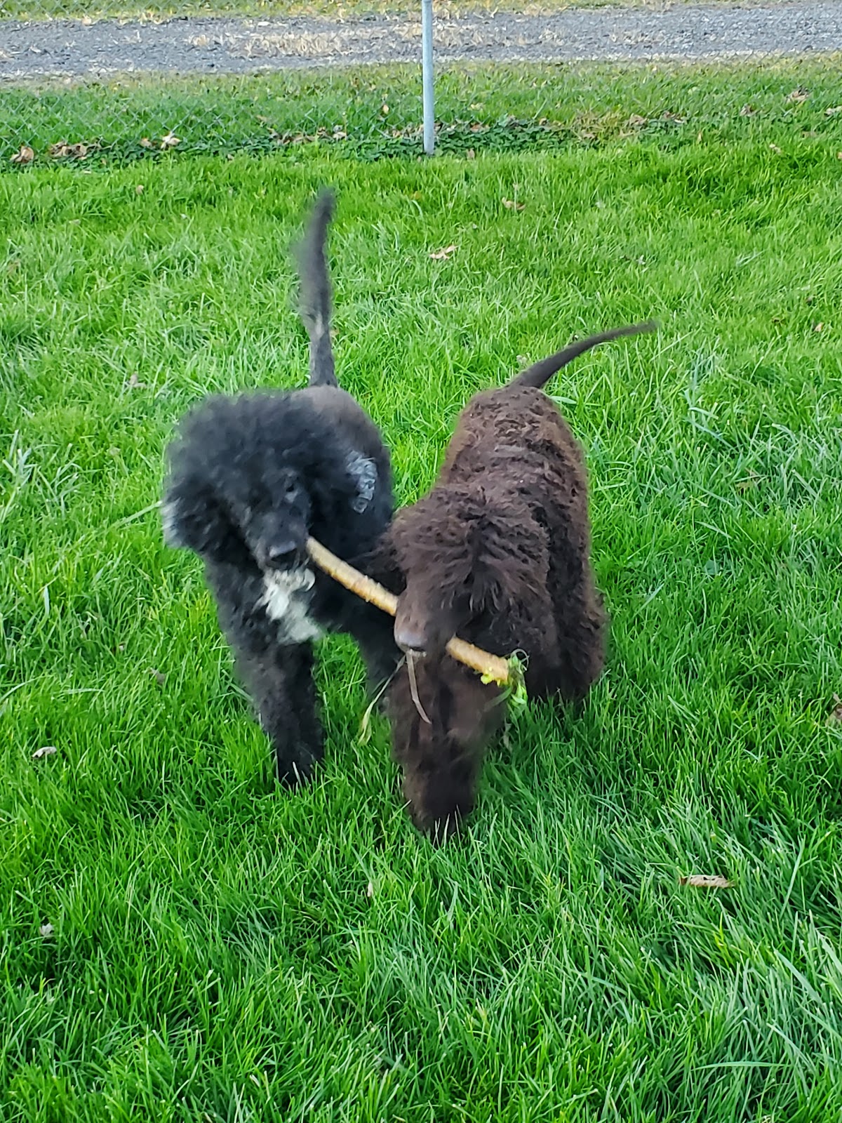 Scoopin' Doo Pet Waste Removal