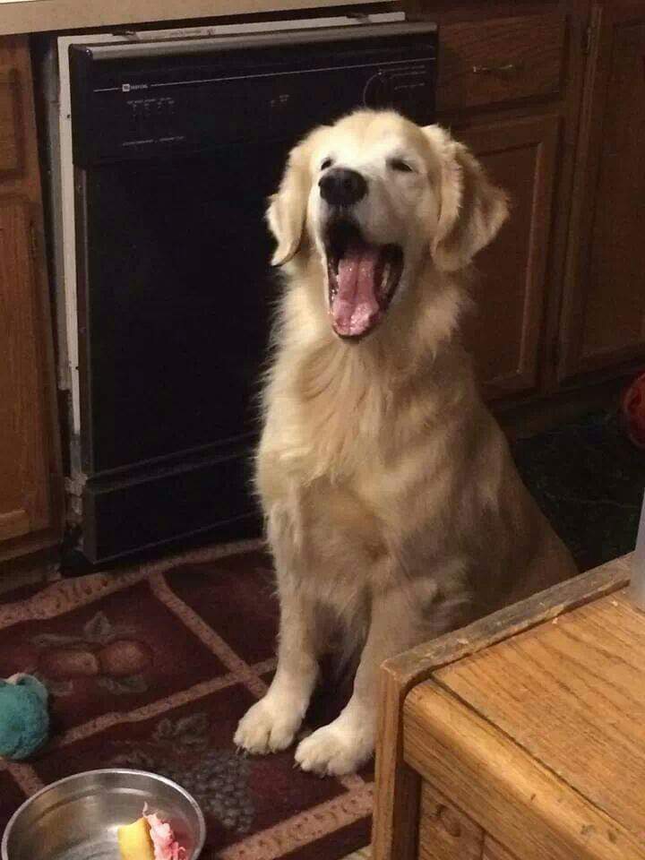 Scoopin' Doo Pet Waste Removal - Photo 2