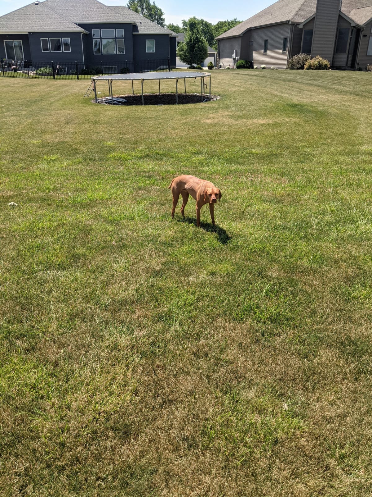 Dog Poop Pick Up Fort Wayne