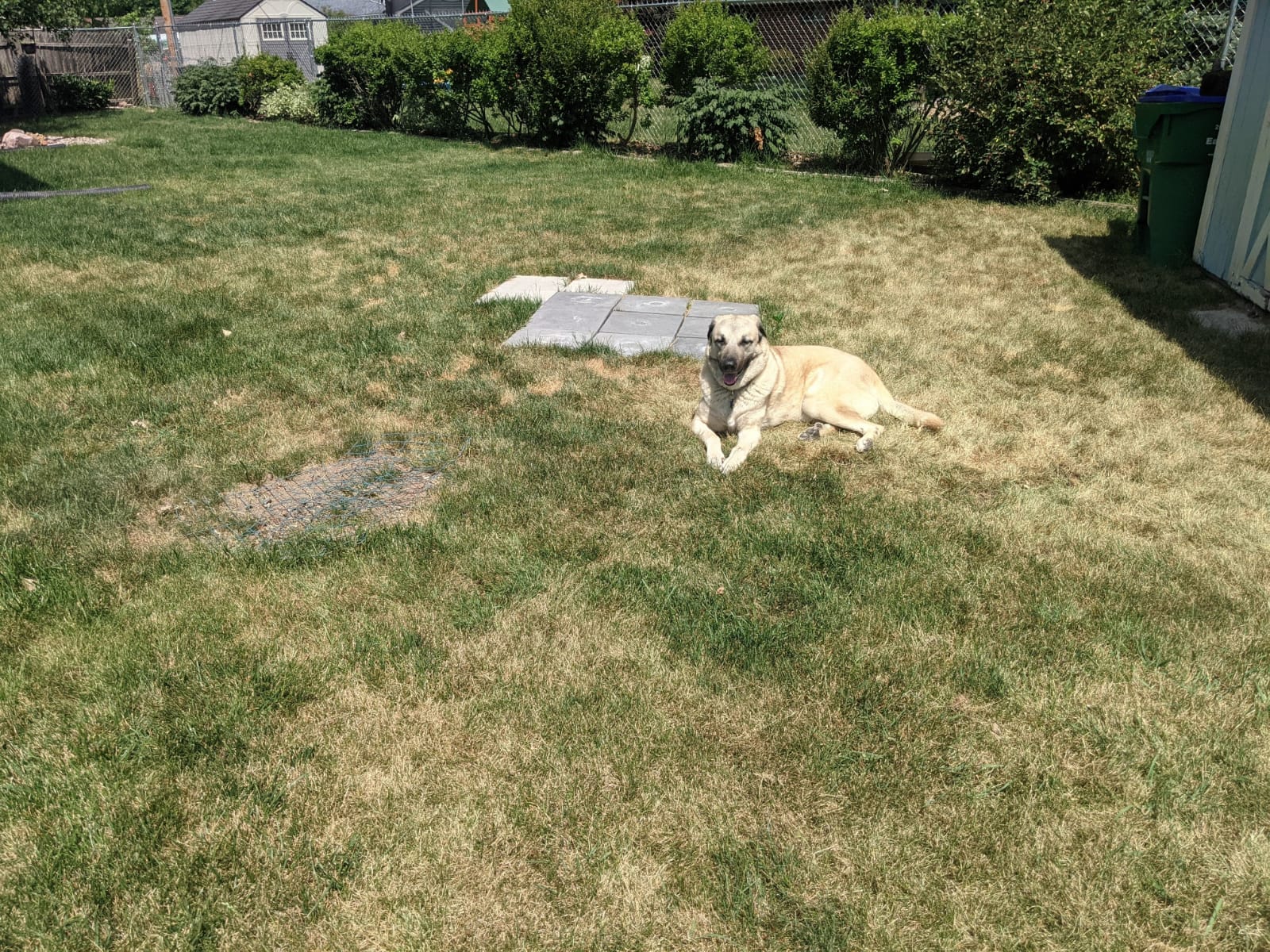 Dog Poop Pick Up Fort Wayne - Photo 3