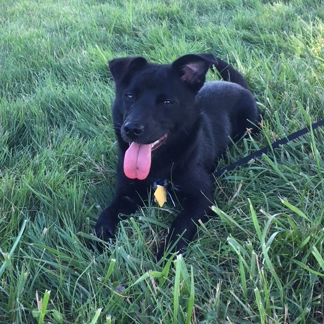 LittleStinkers-Pet Waste Removal - Photo 4