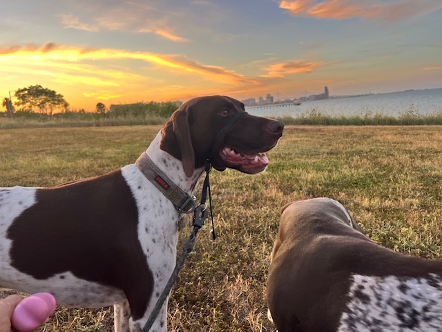 DoodyCalls of Corpus Christi