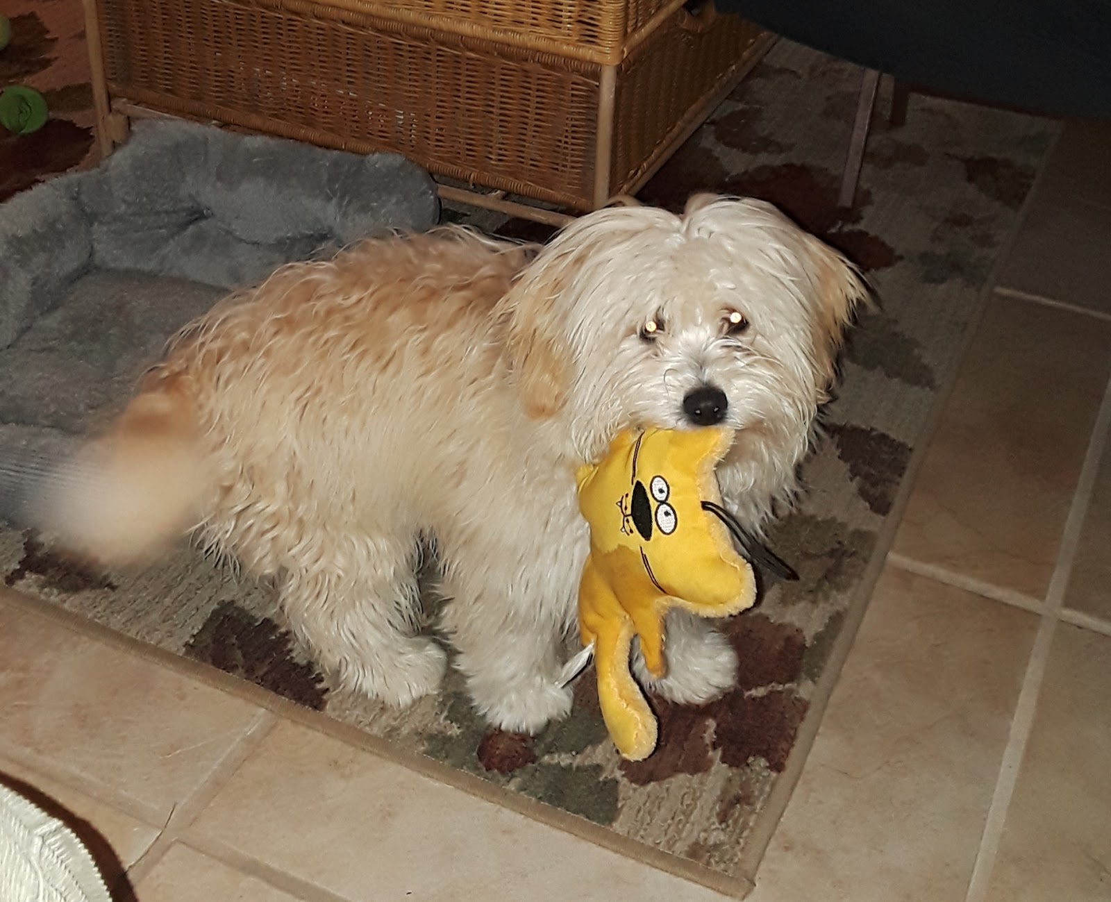 K9 Scoopers Plus: "We Scoop up Behind Your Pup!"