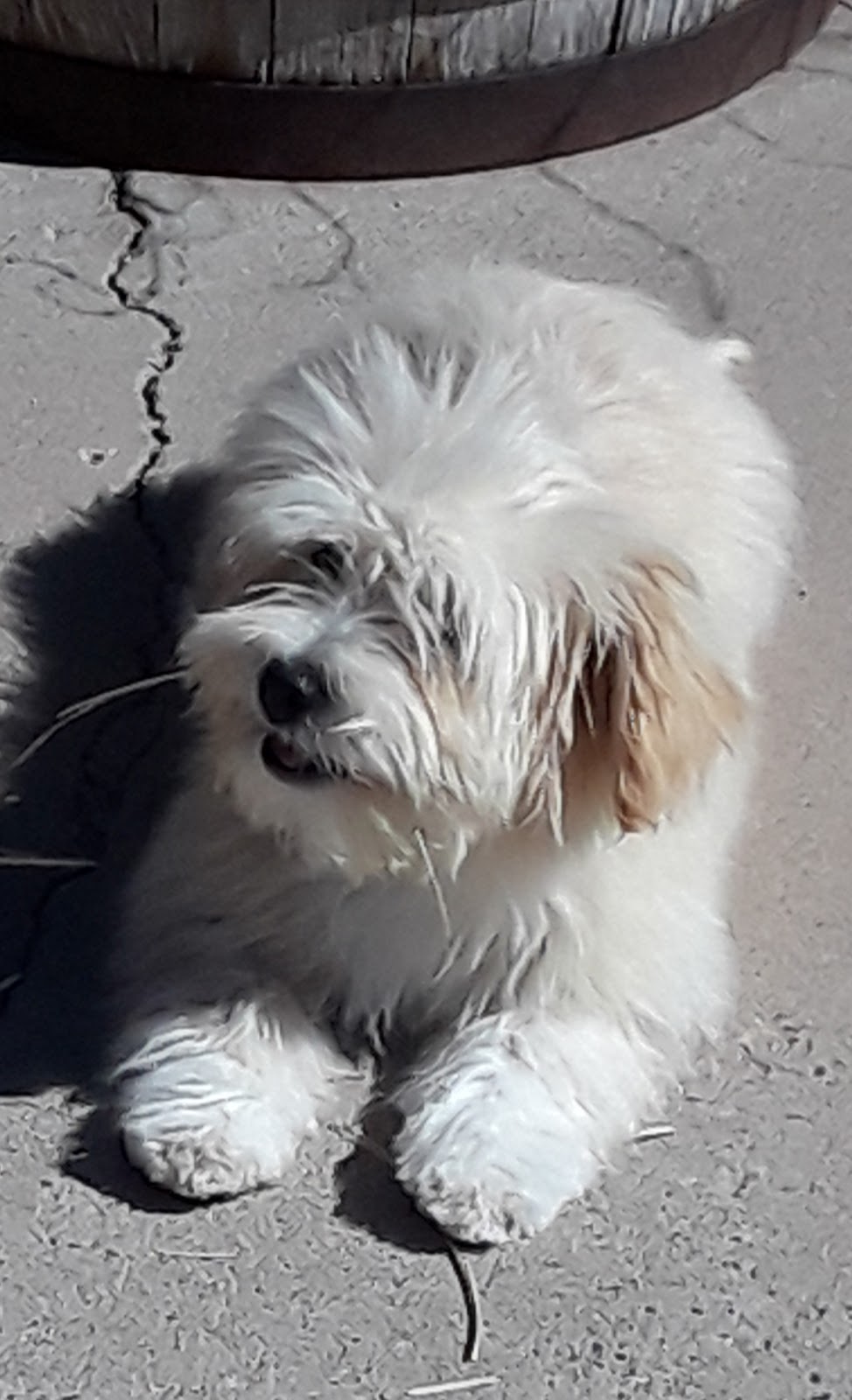 K9 Scoopers Plus: "We Scoop up Behind Your Pup!" - Photo 2