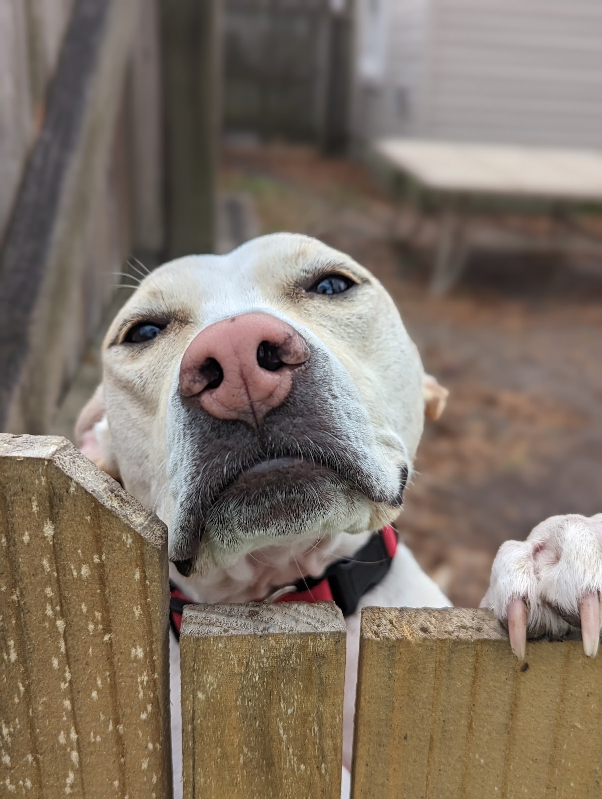 Scoopin' Poop 252 (OBX) - Photo 3