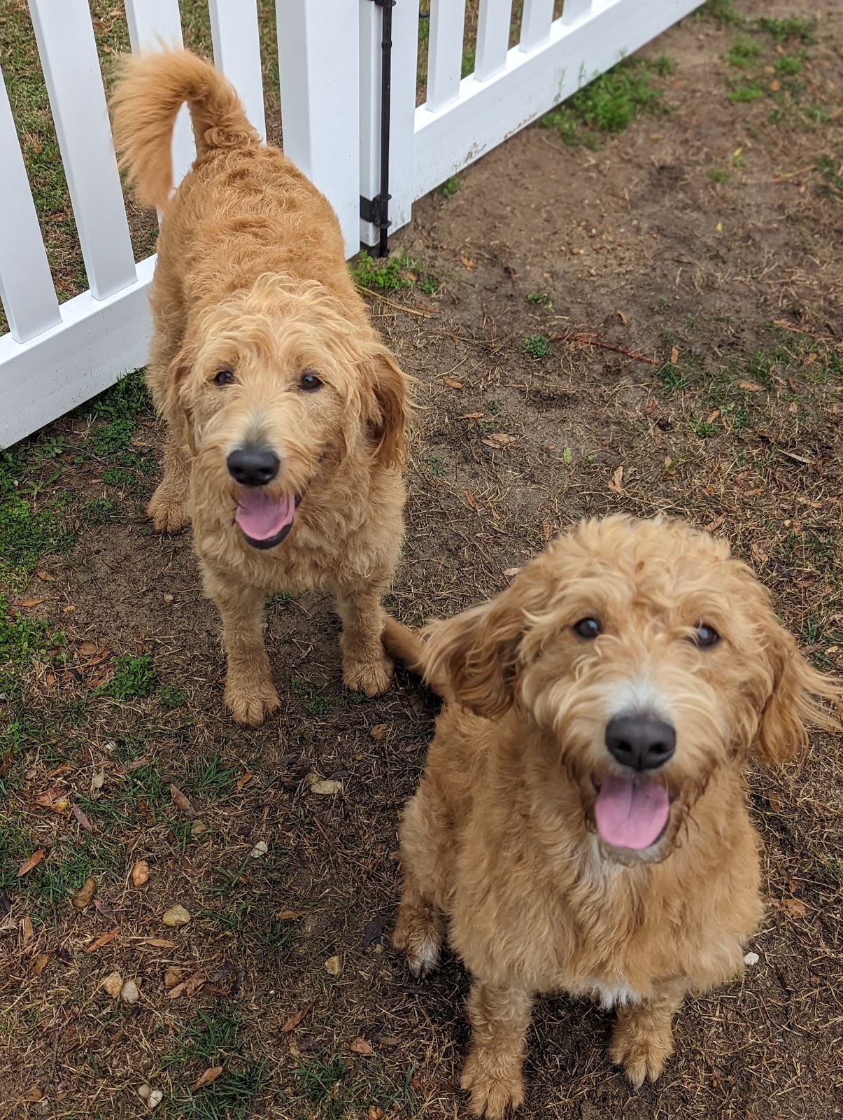 Scoopin' Poop 252 (OBX) - Photo 4