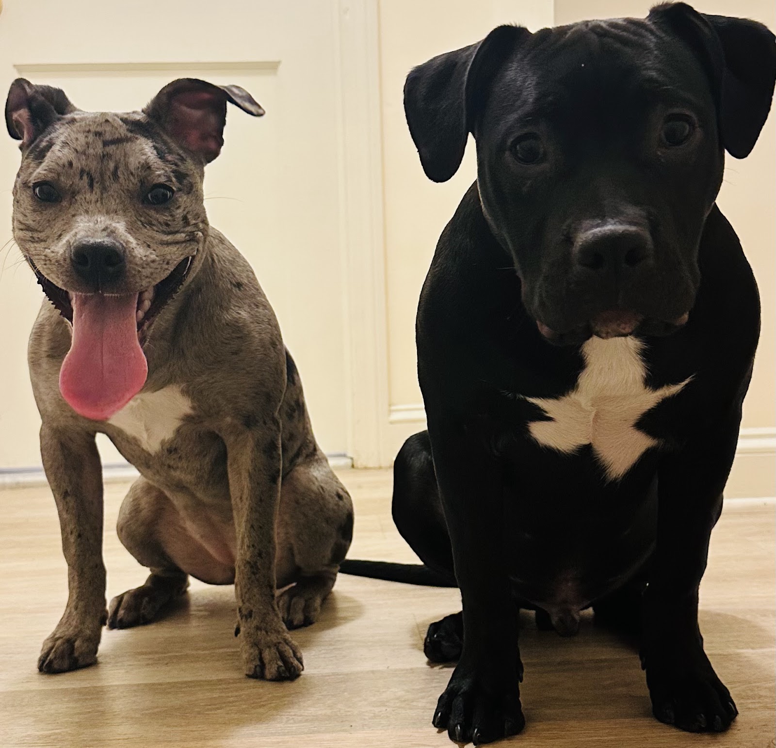 SCOOPY’S Pet Waste Removal & Sanitation