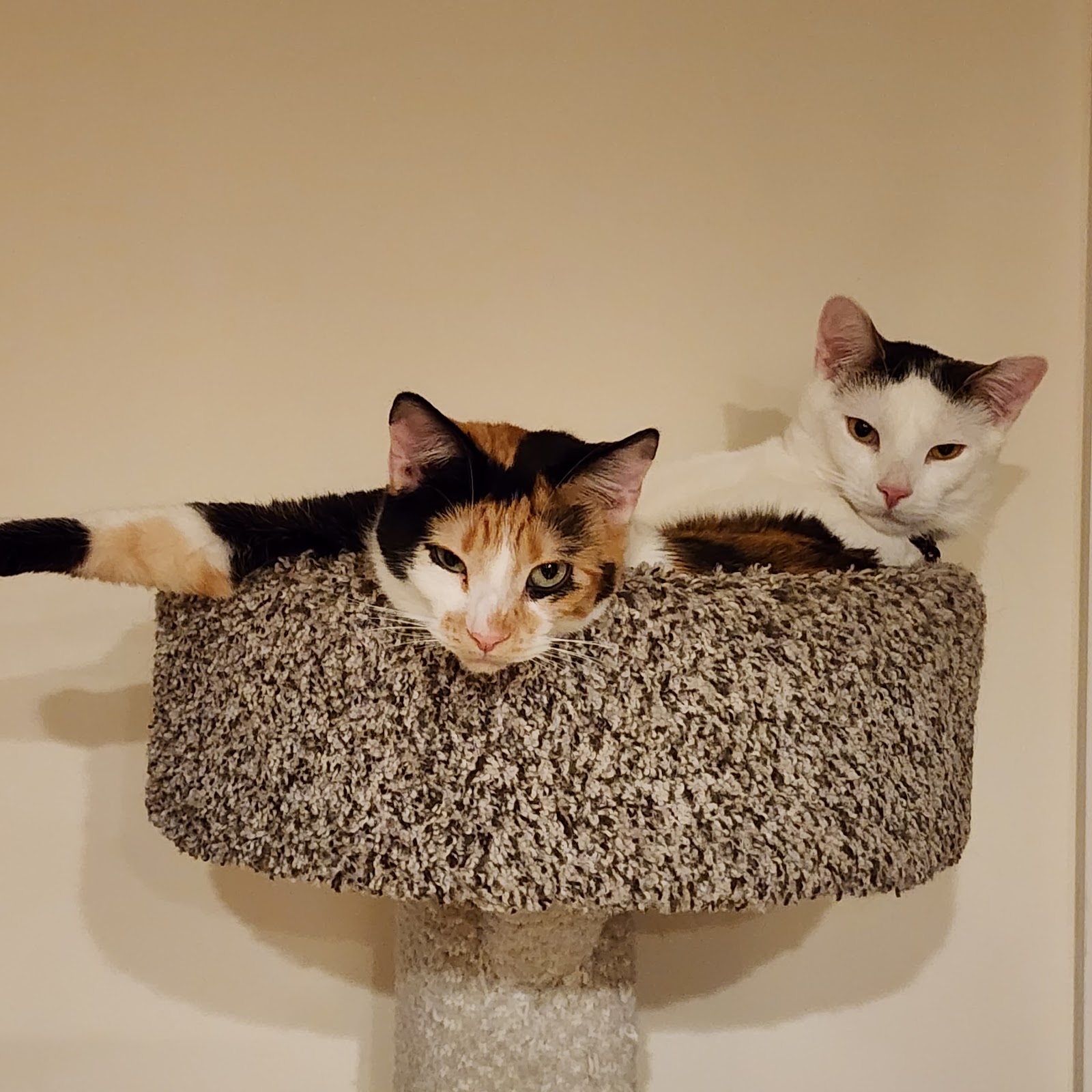 Top - Tier Pet Service, LLC