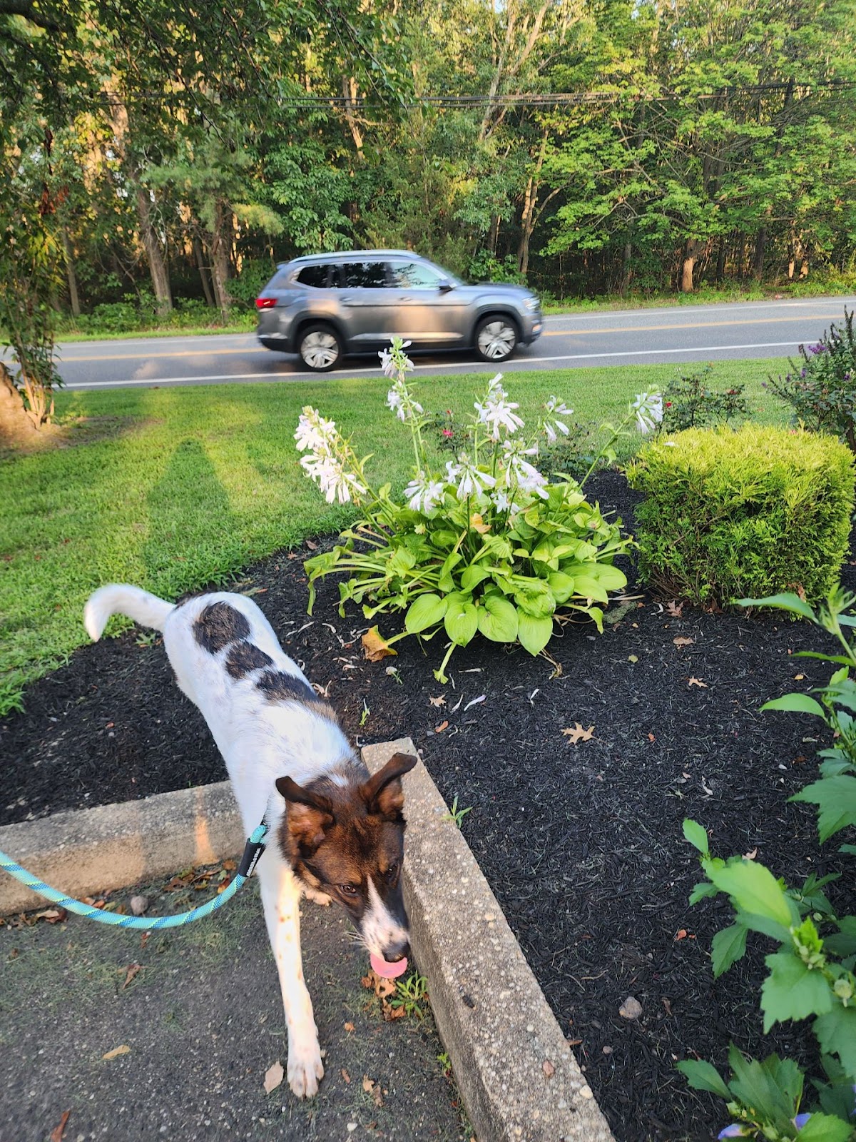 Top - Tier Pet Service, LLC - Photo 2