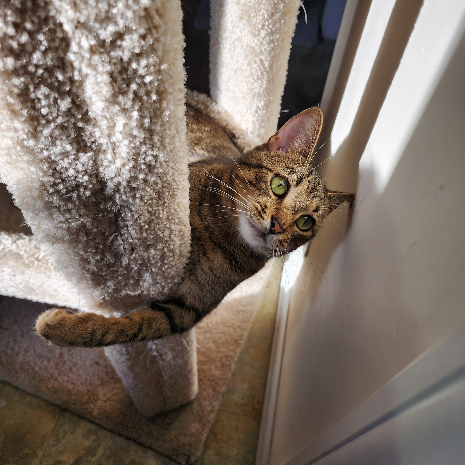 Top - Tier Pet Service, LLC - Photo 4