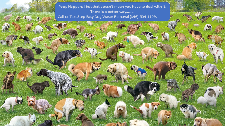 Step Easy Dog Waste Removal - Photo 4