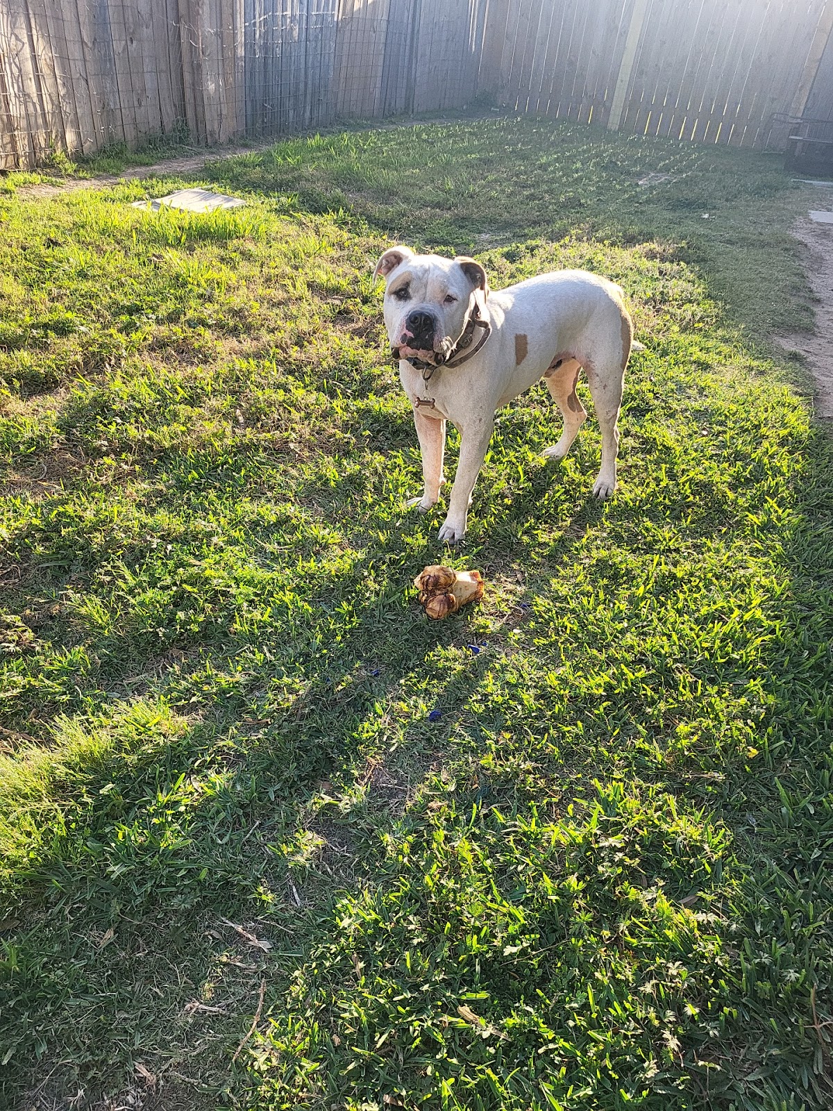 Scooby doodoo - Photo 2