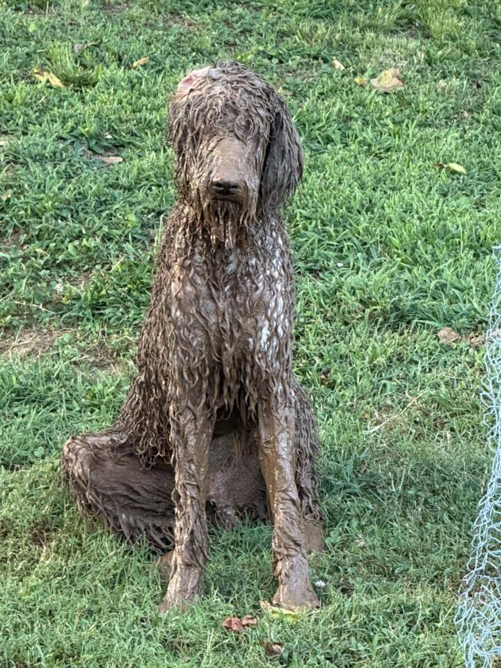 Cooper's Scoopers - Photo 4