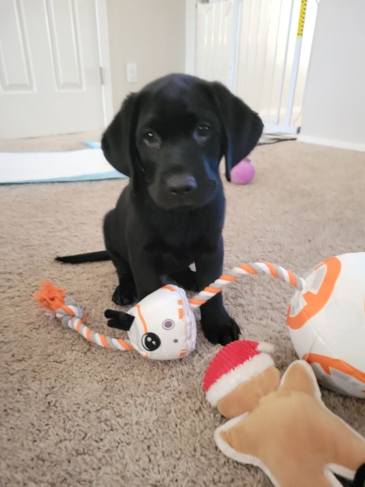 K9 Cleanup Crew Pet Waste Removal - Photo 4