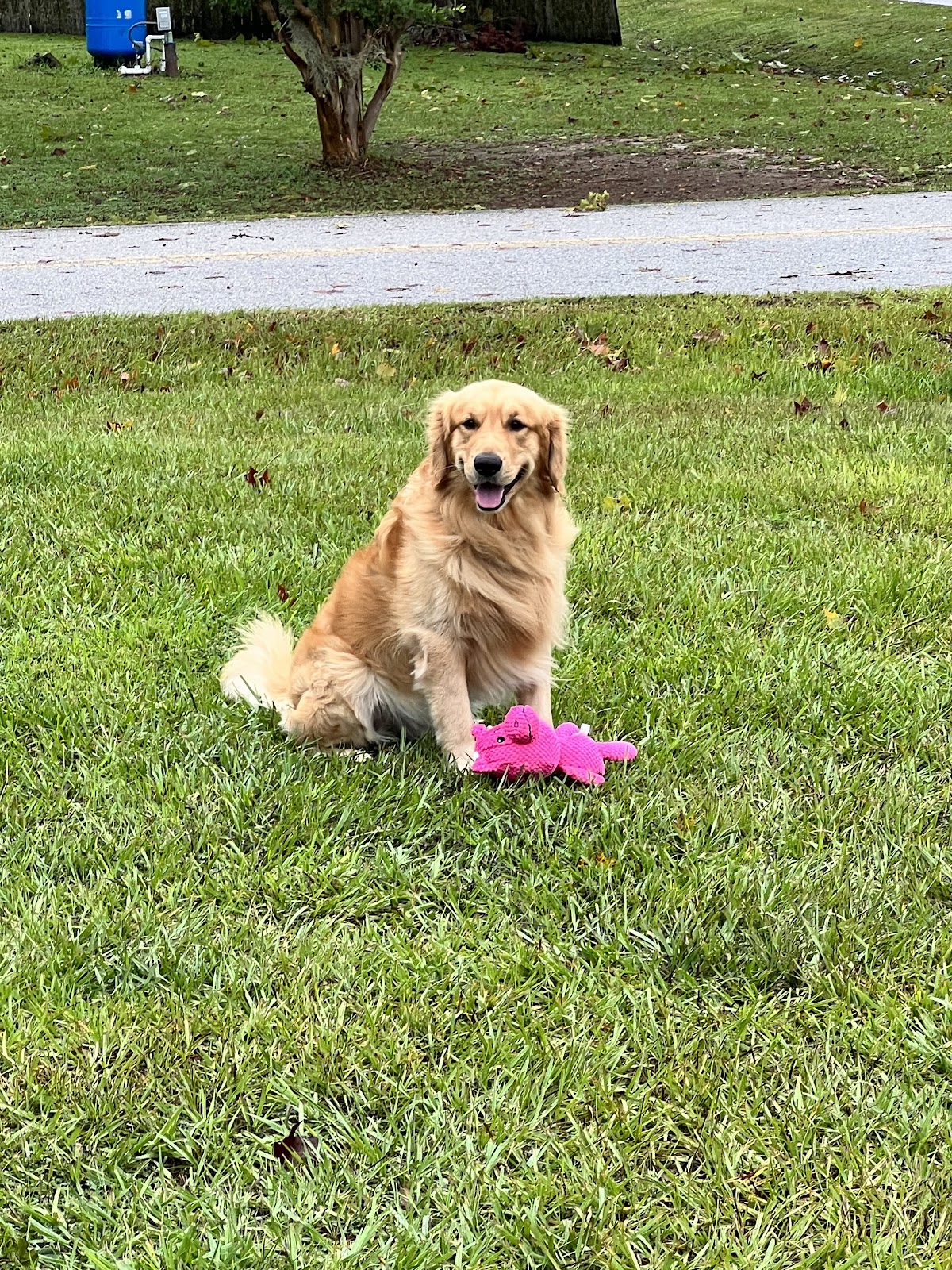 Caca Crew Pet Waste Removal - Photo 3