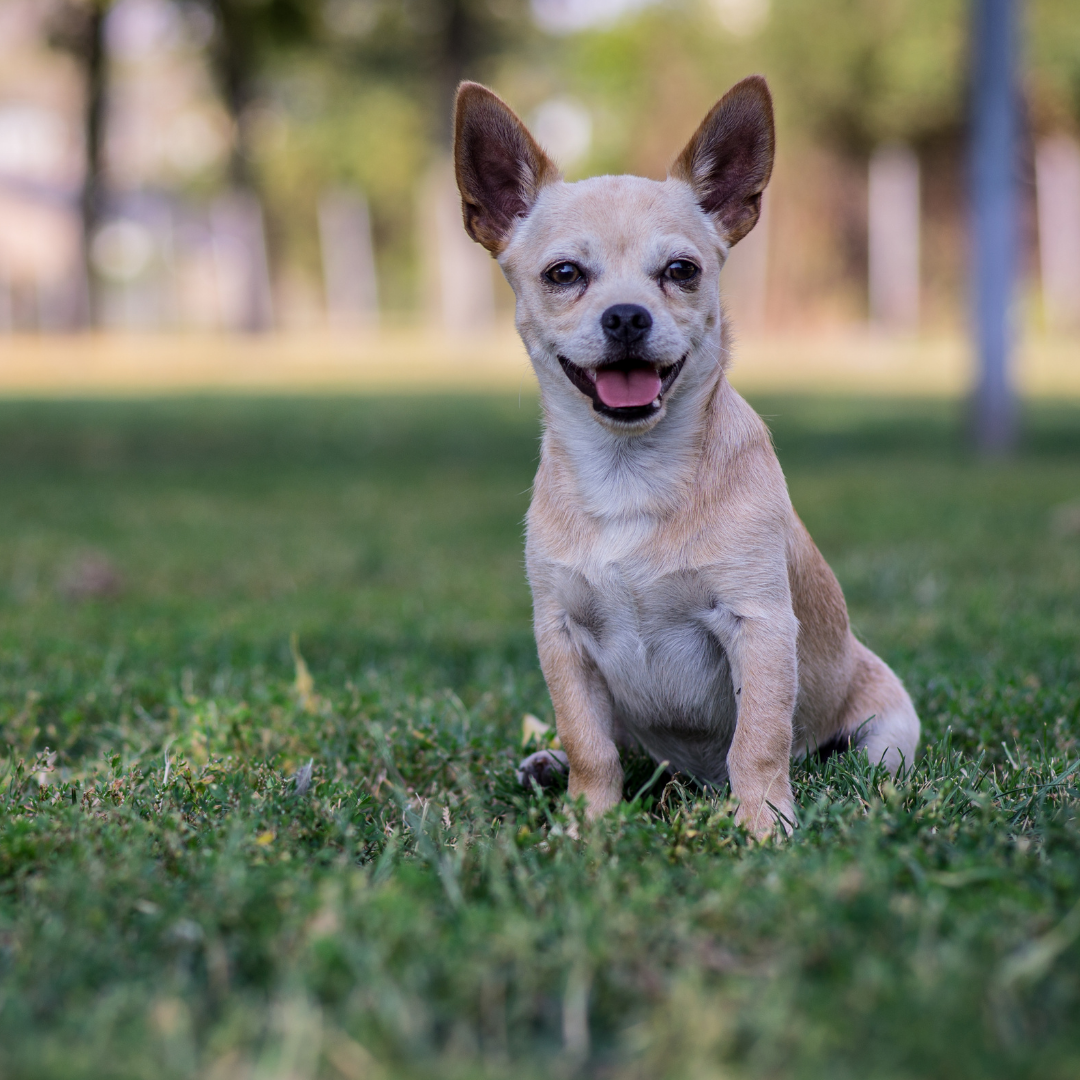 Scoop Waste Management